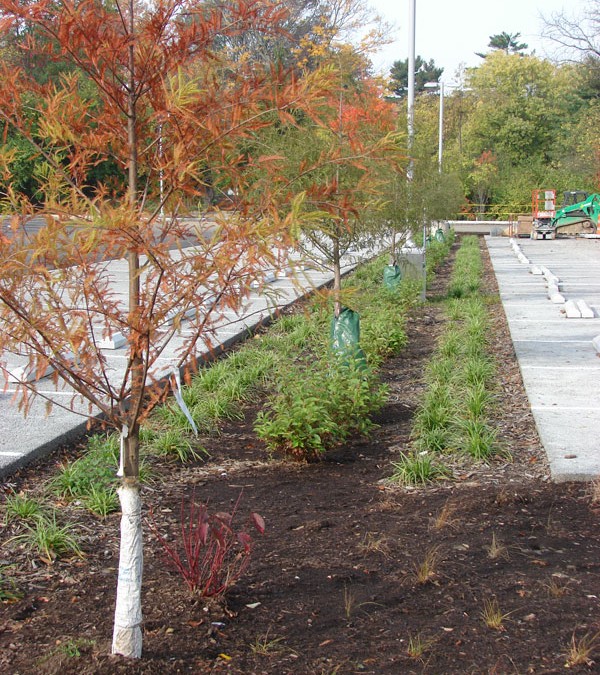 Clark Montessori Bioretention